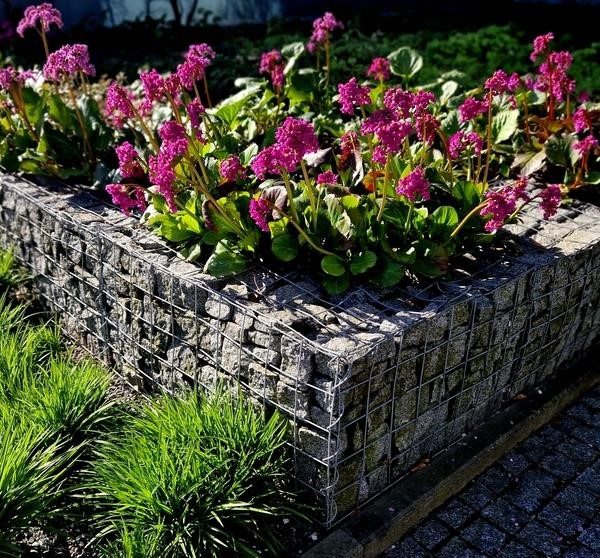A rectangular wire mesh planter filled with rocks holds blooming pink flowers with green foliage. The Bergenia 'Winter Glow' 6" Pot adds a vibrant touch to the outdoor garden next to a walkway, with grassy plants nearby.