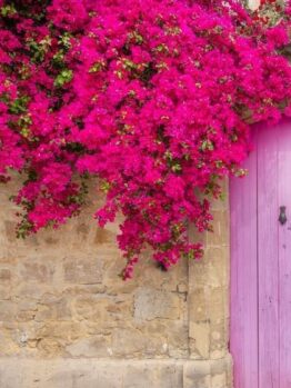 Pink bougainvillea flowers cascade over a stone wall next to a matching pink wooden door.