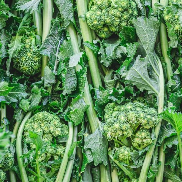 Bundles of fresh Brassica 'Broccoletti' 4" Pot with leafy green stems and small broccoli-like clusters, perfect for planting in a 4" pot.