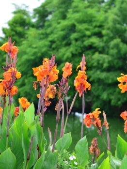 Bright orange flowers with green leaves in a garden setting, with trees in the background.