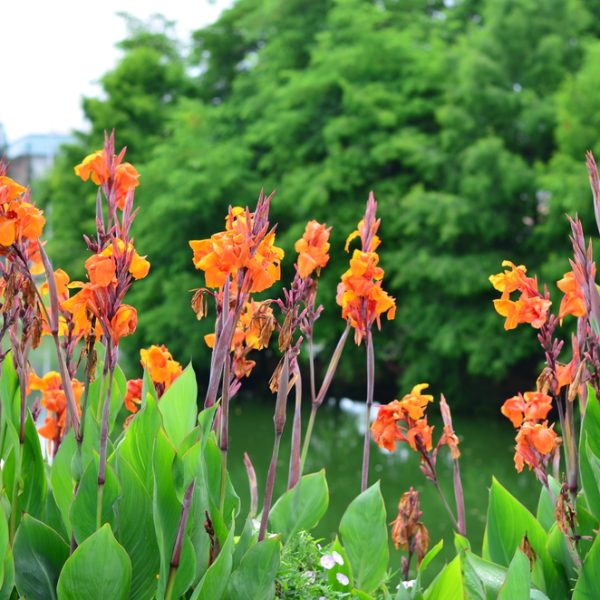 Bright orange flowers with green leaves in a garden setting, with trees in the background.