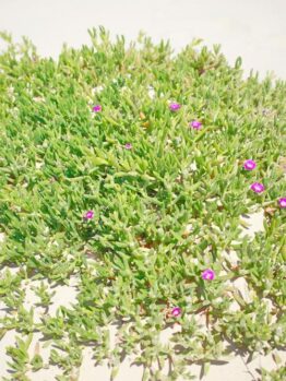 Green shrub with small pink flowers growing on sandy terrain under bright sunlight.