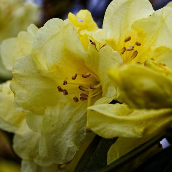 Close-up of yellow Rhododendron 'Golden Fantasy' flowers in bloom, showcasing detailed petals and stamens. The image captures the texture and delicate structure of these popular garden plants against a blurred background.