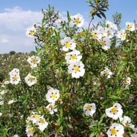 A bush with numerous white flowers featuring yellow centers and red spots, under a partly cloudy sky.