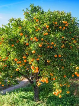 A tree with a lush canopy of green leaves is laden with numerous ripe oranges, set in a sunlit, grassy orchard.