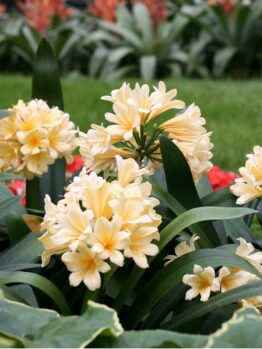 Clusters of pale yellow flowers with green leaves in a garden setting, a lush lawn and orange flowers in the background.