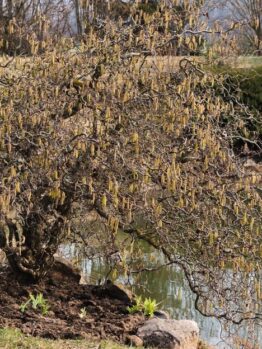 A contorted hazel tree with yellow catkins stands near a pond surrounded by rocks and mixed vegetation on a late winter or early spring day.