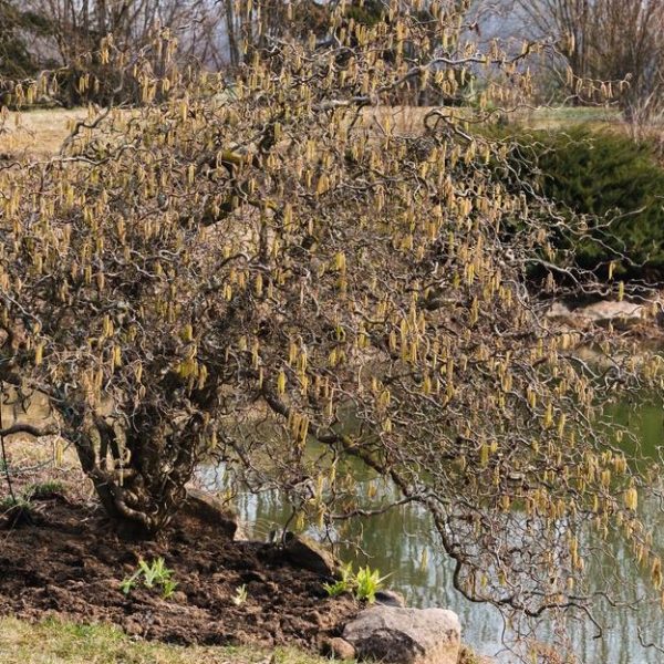 A contorted hazel tree with yellow catkins stands near a pond surrounded by rocks and mixed vegetation on a late winter or early spring day.