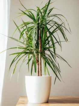 A potted dracaena plant with long, narrow green leaves sits on a wooden surface against a light-colored wall and next to a white curtain.