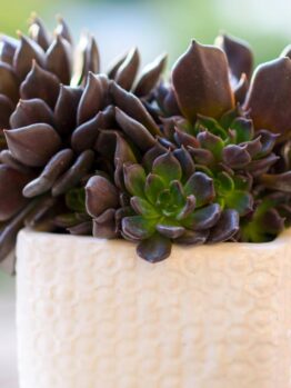 Close-up of dark green and purple Echeveria succulents, featuring the striking Echeveria 'Black Prince' Succulent in a 4" textured white pot. The background is a blurred natural setting.