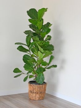 A large Fiddle Leaf Fig plant in a woven basket sits against a plain white wall on a light wood floor.