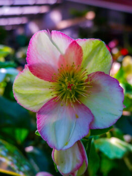 Close-up of a pale pink and white Helleborus 'Ice 'n Roses' Picotee Hellebore with yellow-green centre, set among green leaves in a garden, shown in a 7" pot with soft-focus background.