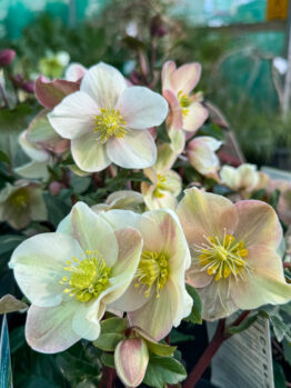 Close-up of pale pink hellebore flowers with yellow centers, surrounded by green leaves in an outdoor garden setting.