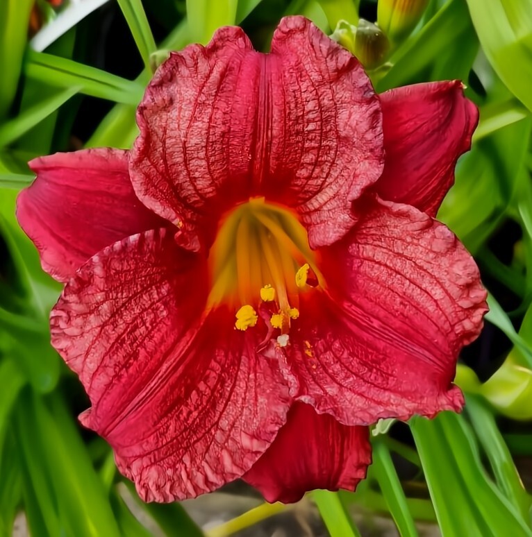 The Hemerocallis 'Cranberry Baby' 6" Pot features striking, ruffled red petals with a vivid yellow center, complemented by lush green foliage.