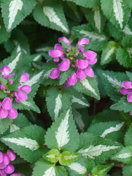 Close-up of green Lamium 'Sensation' leaves with white edges and clusters of magenta flowers blooming among them, all thriving in a 6" pot—a true sensation for any plant lover.