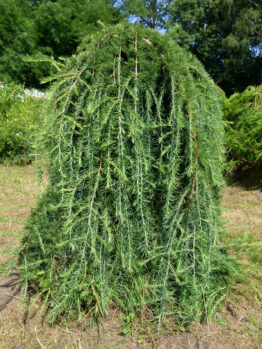 A weeping larch tree with cascading, drooping branches stands in a grassy area with surrounding green vegetation.