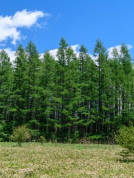 A green forest stretches under a blue sky with scattered white clouds. A grassy field with some shrubs is in the foreground.