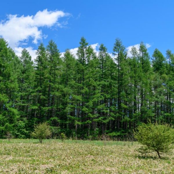 A green forest stretches under a blue sky with scattered white clouds. A grassy field with some shrubs is in the foreground.