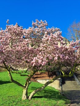 A Magnolia 'Alba Superba' 10" Pot stands beside a path, its pink blossoms striking against the clear blue sky and green grass on a sunny day.
