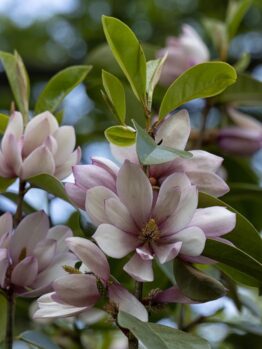 Close-up of blooming magnolia flowers with pink and white petals among green leaves, set against a blurred background of foliage and sky. Michelia fairy blush magnolia bush with stunning open cream and pink magnolia flowers fragrant