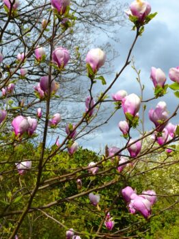 A tree with pink and white Magnolia 'Lennei' 8" Pot flowers in bloom against a cloudy sky backdrop. Sparse greenery and other trees are visible in the background, adding a touch of nature's serenity to the scene.