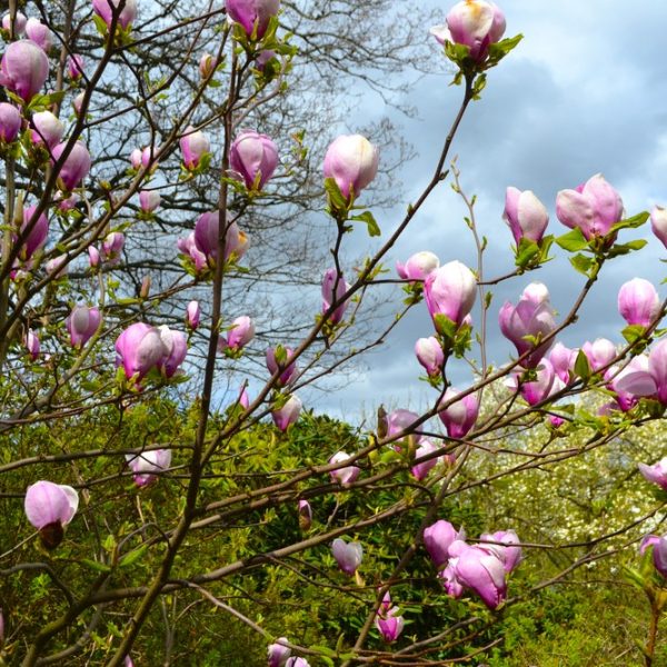 A tree with pink and white Magnolia 'Lennei' 8" Pot flowers in bloom against a cloudy sky backdrop. Sparse greenery and other trees are visible in the background, adding a touch of nature's serenity to the scene.