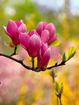 Close-up of a branch with several pink magnolia flowers in bloom, set against a background of blurred greenery and yellow flowers.
