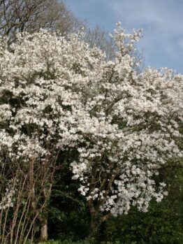 A stunning Magnolia 'Wada's Memory' 8" Pot tree in full bloom with numerous white flowers, surrounded by other green foliage and trees, under a partly cloudy sky.