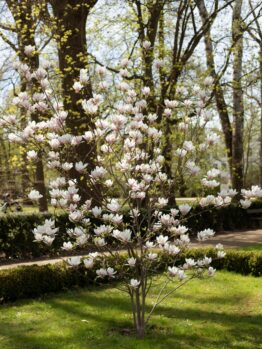 A blooming magnolia tree with white flowers stands in a green garden, complemented by tall trees in the background. This beauty, known as Magnolia 'Dolly Horn' 13" Pot, thrives magnificently in its 13" pot.