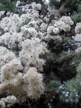 The Melaleuca 'Seafoam' Paperbark Myrtle in a 6" pot features clusters of white, snow-like moss growths nestled among its green foliage and adorned with small, dark berries.
