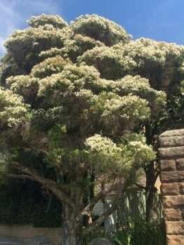 A large tree with abundant small white flowers is shown against a clear blue sky. A stone structure is partially visible to the right.