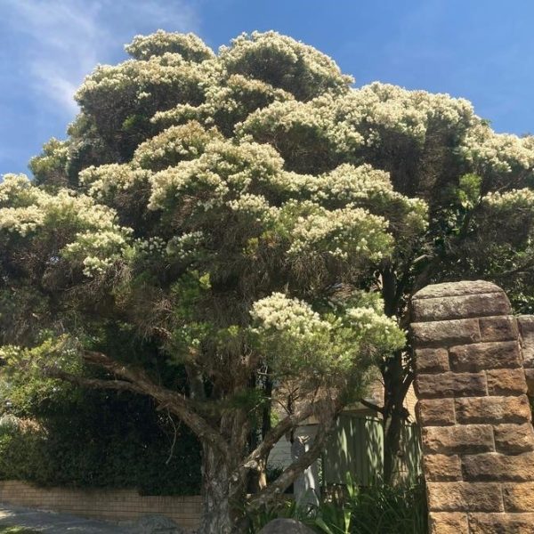 A large tree with abundant small white flowers is shown against a clear blue sky. A stone structure is partially visible to the right.