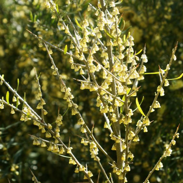 Close-up of a dense cluster of small, pale yellow Melicytus 'Tree Violet' flowers blooming on thin, greenish-brown branches in a natural outdoor setting, available in a 6" pot.
