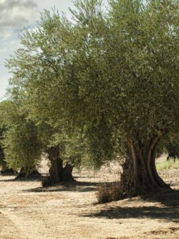 A row of mature olive trees stands in a dry, sandy field under a partly cloudy sky.