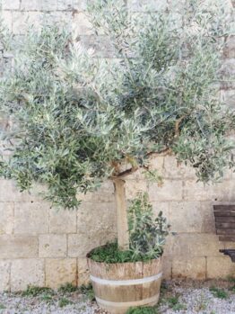 Potted olive tree next to a wooden bench against a stone wall.