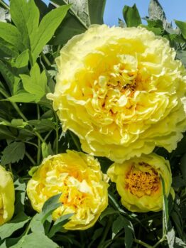 Four large yellow peony flowers in full bloom surrounded by green leaves against a clear blue sky.