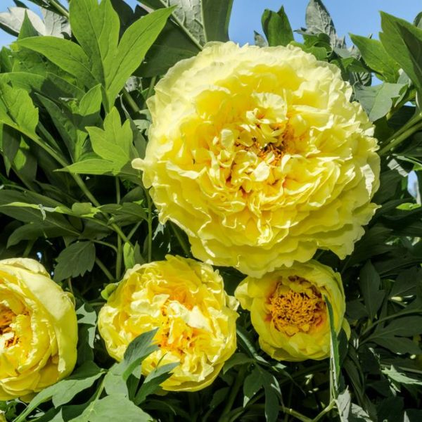 Four large yellow peony flowers in full bloom surrounded by green leaves against a clear blue sky.