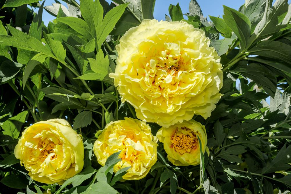 Four large yellow peony flowers in full bloom surrounded by green leaves against a clear blue sky.