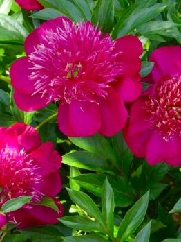 Bright magenta peonies in full bloom, surrounded by lush green leaves, with some unopened buds visible.
