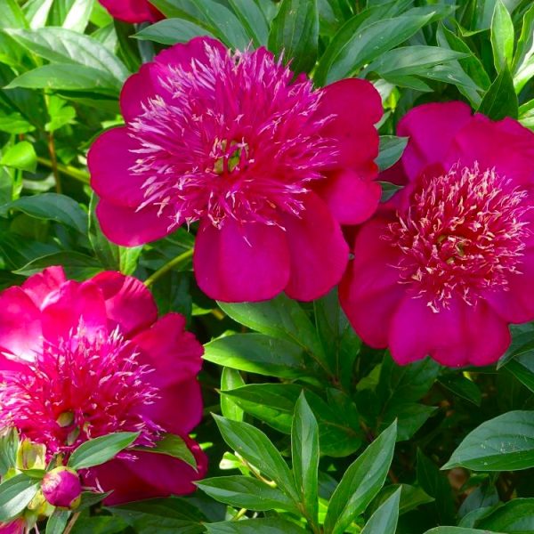 Bright magenta peonies in full bloom, surrounded by lush green leaves, with some unopened buds visible.