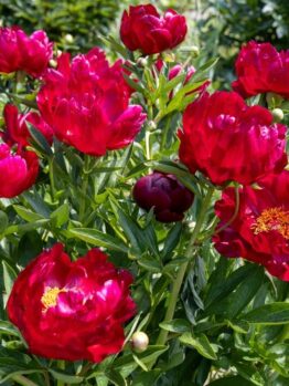 A cluster of deep red peony flowers in full bloom with lush green foliage.