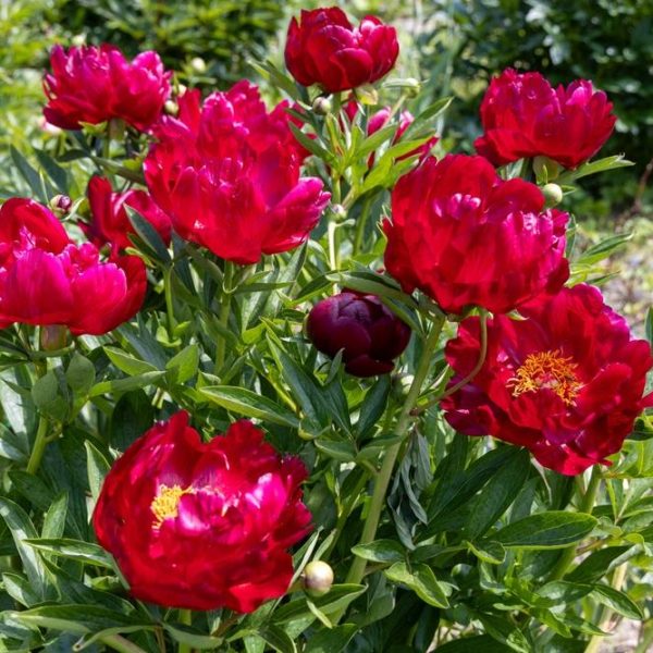 A cluster of deep red peony flowers in full bloom with lush green foliage.