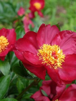 Close-up of vibrant red flowers with yellow centers surrounded by green foliage.