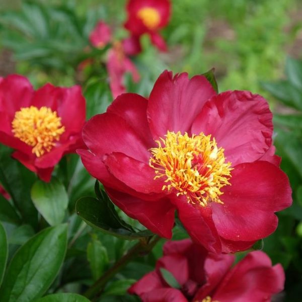 Close-up of vibrant red flowers with yellow centers surrounded by green foliage.