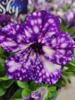 Close-up of a purple petunia with white speckles, set among green leaves and Anigozathos 'King's Park Federation Flame™' Kangaroo Paw 15cm Pot blooms in the background.