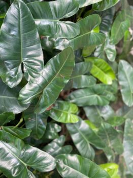 Close-up image of large, glossy green leaves on a tropical plant. The dense arrangement of the leaves creates a lush, vibrant green backdrop, almost like nature's version of an AUTO-DRAFT.