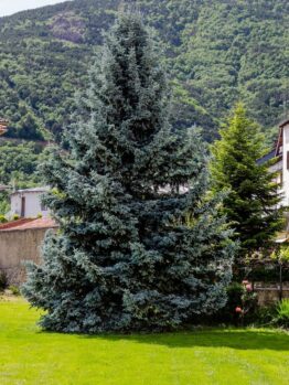 A tall, dense Picea 'Kaibab' Blue Spruce from an 8" pot stands in a grassy yard with hills covered in green foliage in the background.