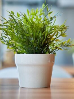 A green leafy plant in a white ceramic pot sits on a wooden table with a blurred background.