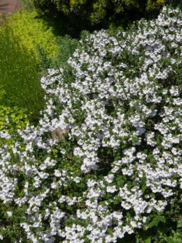 A dense cluster of white flowers in full bloom within an 8" pot of Prostanthera 'Alpine' Mint Bush, surrounded by various green foliage in a garden setting.