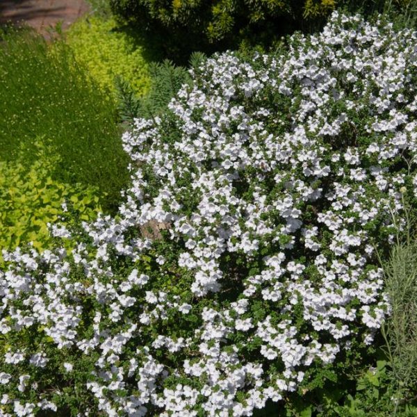 A dense cluster of white flowers in full bloom within an 8" pot of Prostanthera 'Alpine' Mint Bush, surrounded by various green foliage in a garden setting.